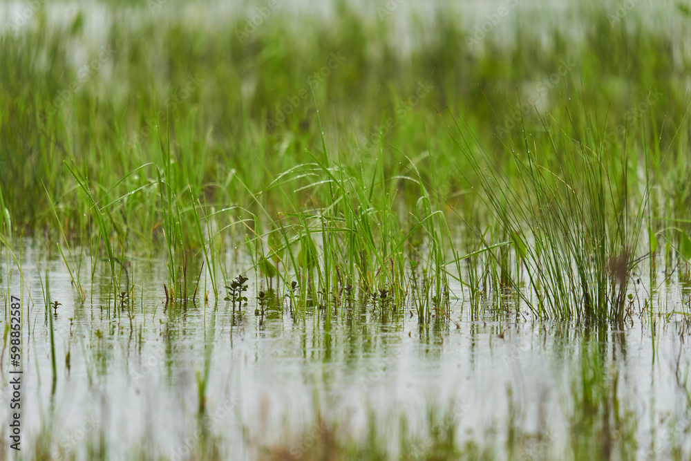Obraz premium Marsh grass in rain