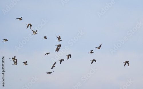 Wood sandpipers in flight