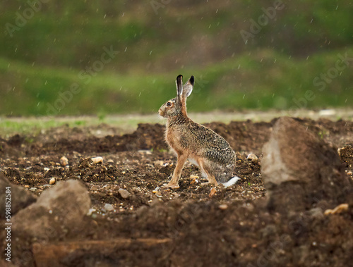 Adult hare in the rain