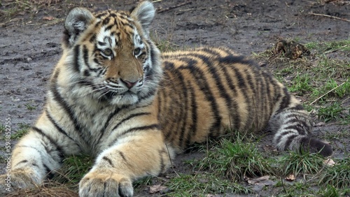Siberian tiger  Panthera tigris altaica