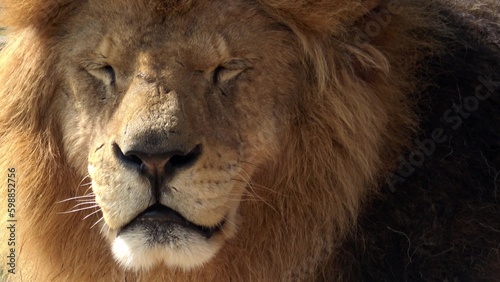Portrait of a big male lion (Panthera leo)