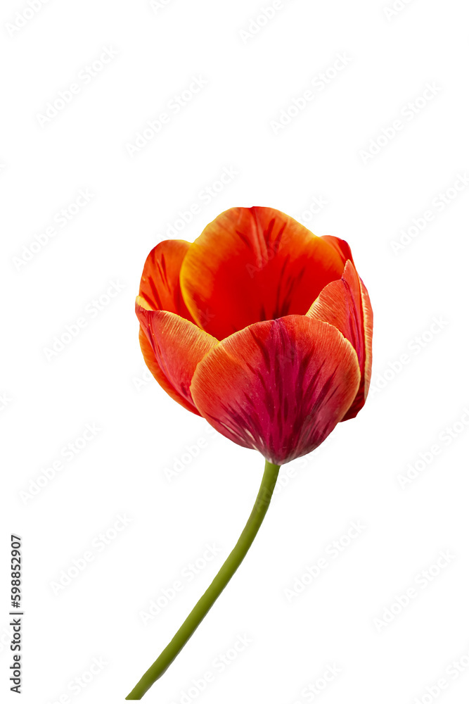Red tulip flower close-up . Isolate on white. PNG Red tulip flower close-up . Isolate on white. PNG