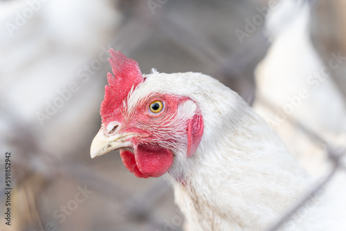 A hen at a traditional rural barnyard at sunny day. Close up of chicken head standing on barn yard with the chicken coop. Free range poultry farming.