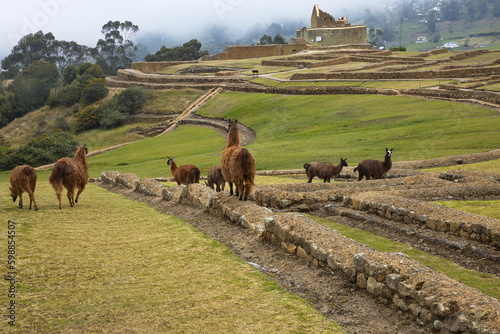 Lamas on the archaeological site in Ingapirca, Canar Province, Ecuador, South America
 photo
