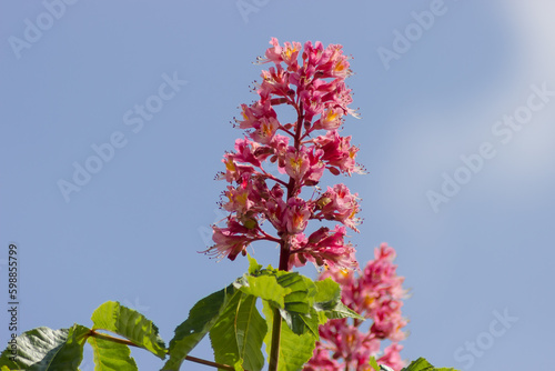 Inflorescence of red horse-chestnut on top tree against sky