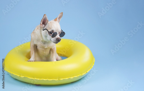 brown short hair chihuahua dog wearing sunglasses, standing in yellow swimming ring, looking at copy space, isolated on blue background.