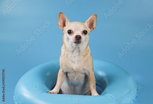  brown short hair chihuahua dog sitting  in blue swimming ring on blue background.