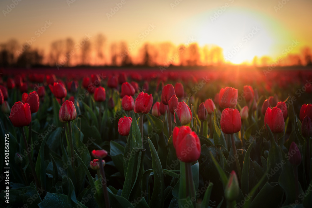 Sunset over the blooming tulip field in Poland - obrazy, fototapety, plakaty 