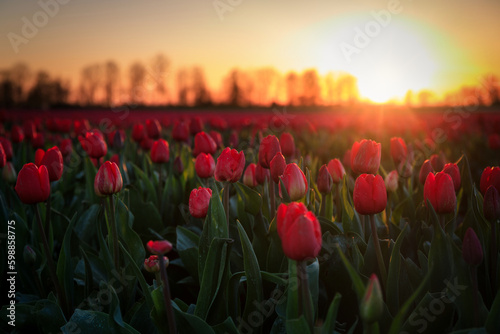 Obraz na plátne Sunset over the blooming tulip field in Poland