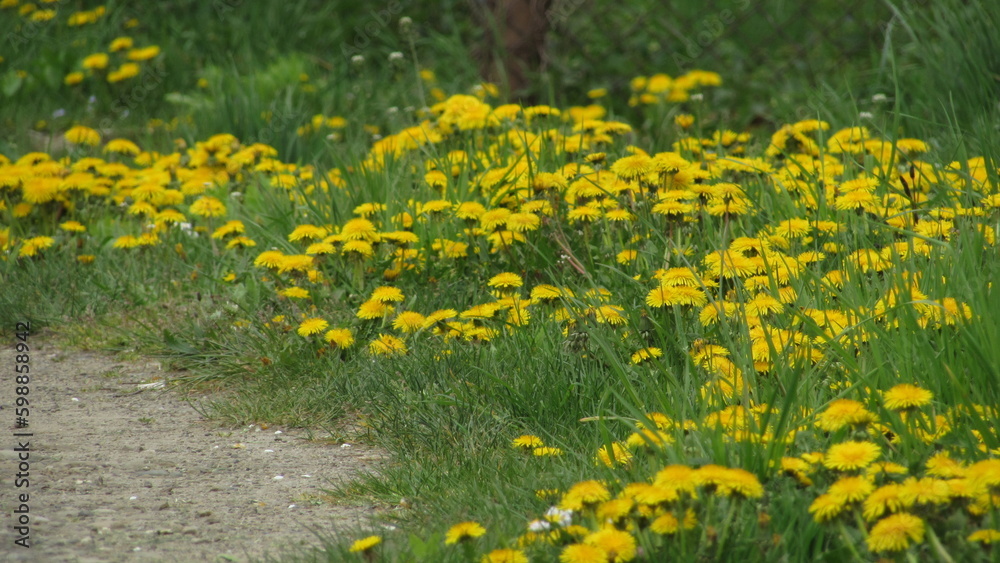 Obraz premium field of dandelions. dandelions in the grass. spring flowers