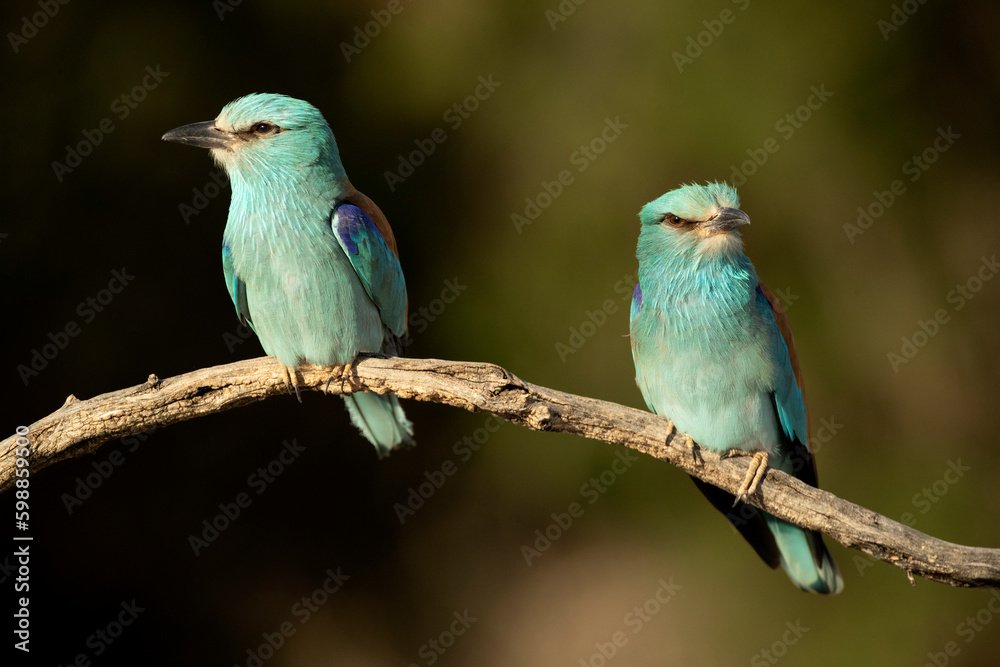 Male and female European roller at their favorite vantage point within their breeding territory in the last light of a spring day