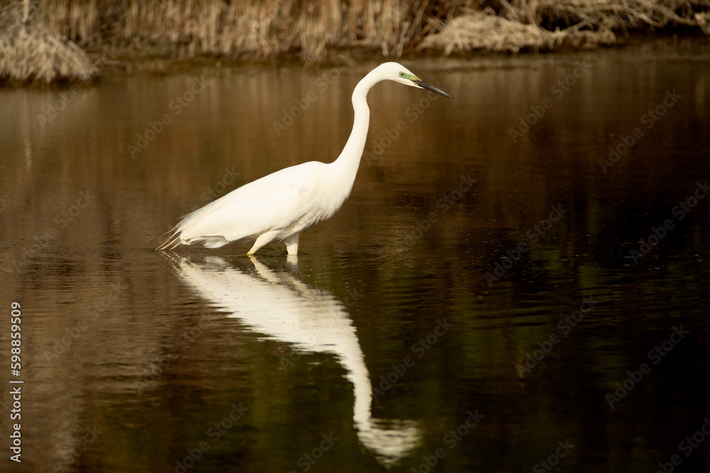 Great egret with the last light of the afternoon in a wetland in central Spain in rutting plumage Great egret with the last light of the afternoon in a wetland in central Spain in rutting plumage