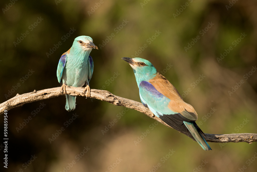 Obraz premium Male and female European roller at their favorite vantage point within their breeding territory in the last light of a spring day