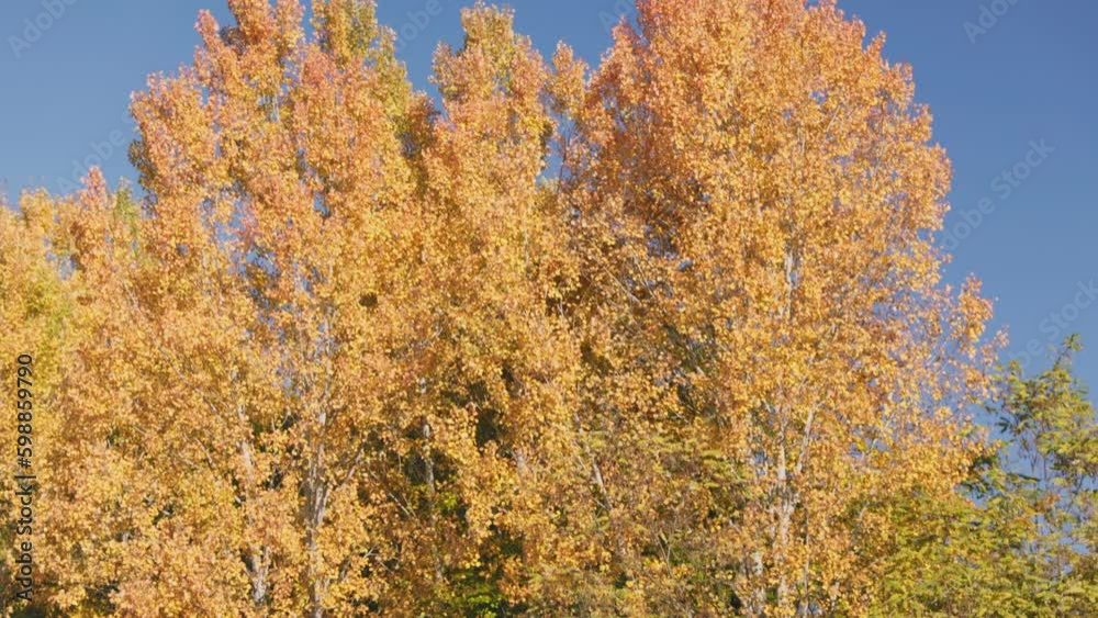 lake in autumn against the background of yellowed trees lake in autumn against the background of yellowed trees