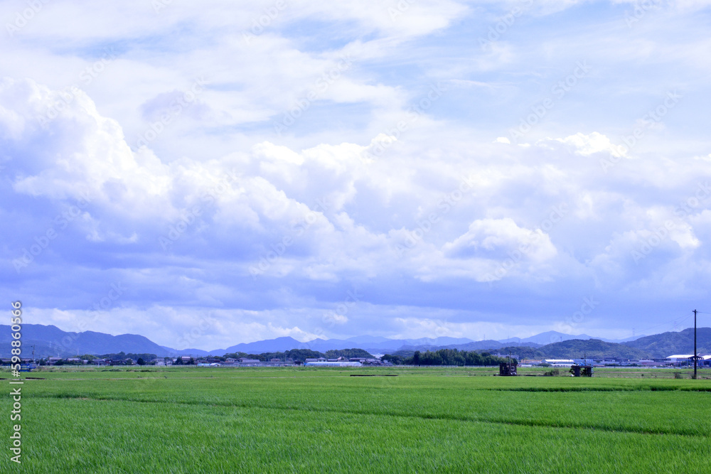 夏の雲と稲