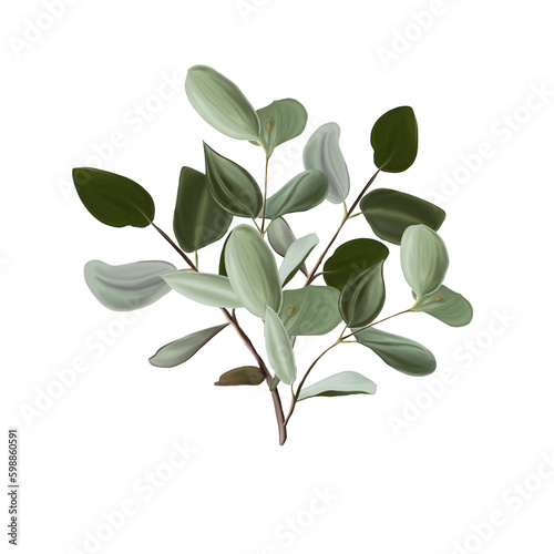 bouquet of eucalyptus leaves, digital illustration