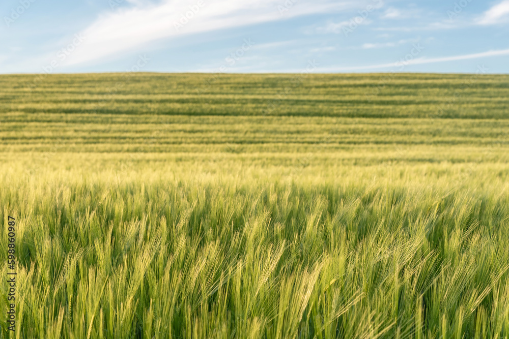 Barley crop under blue sky. Blur background
