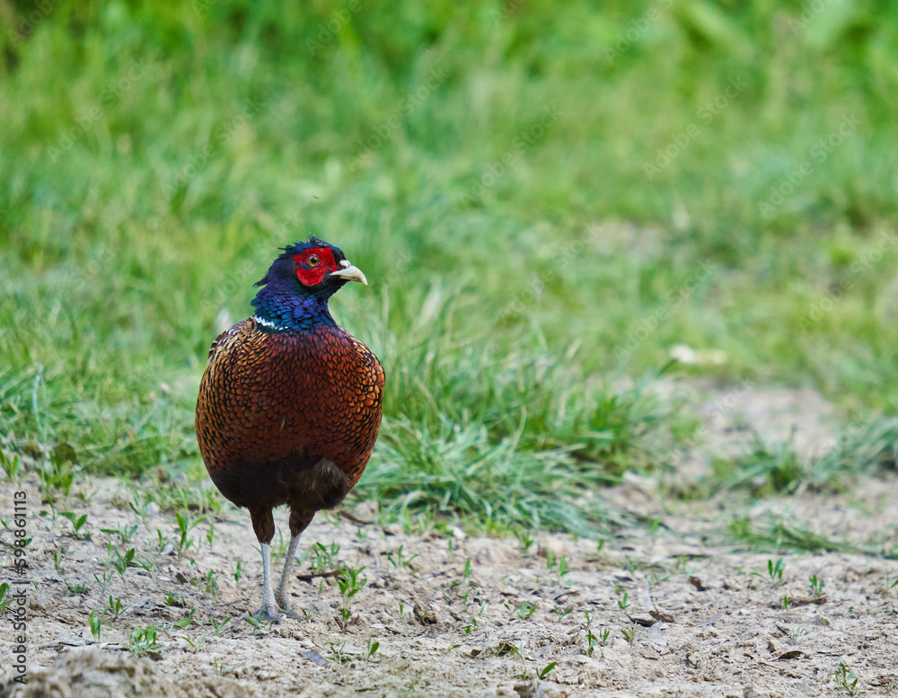 Fototapeta premium Male pheasant in the forest