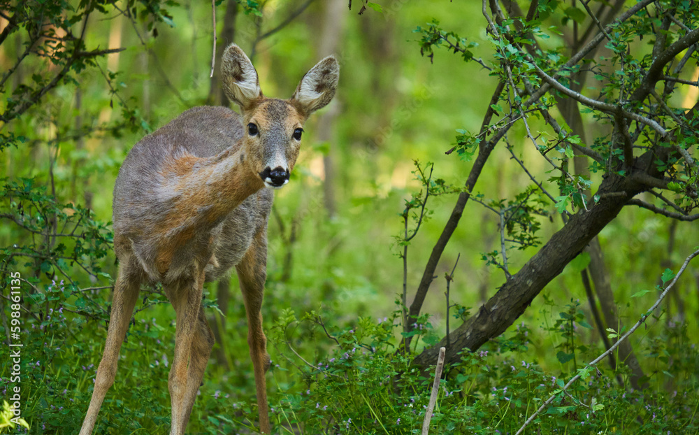 Roe deer in the forest Roe deer in the forest