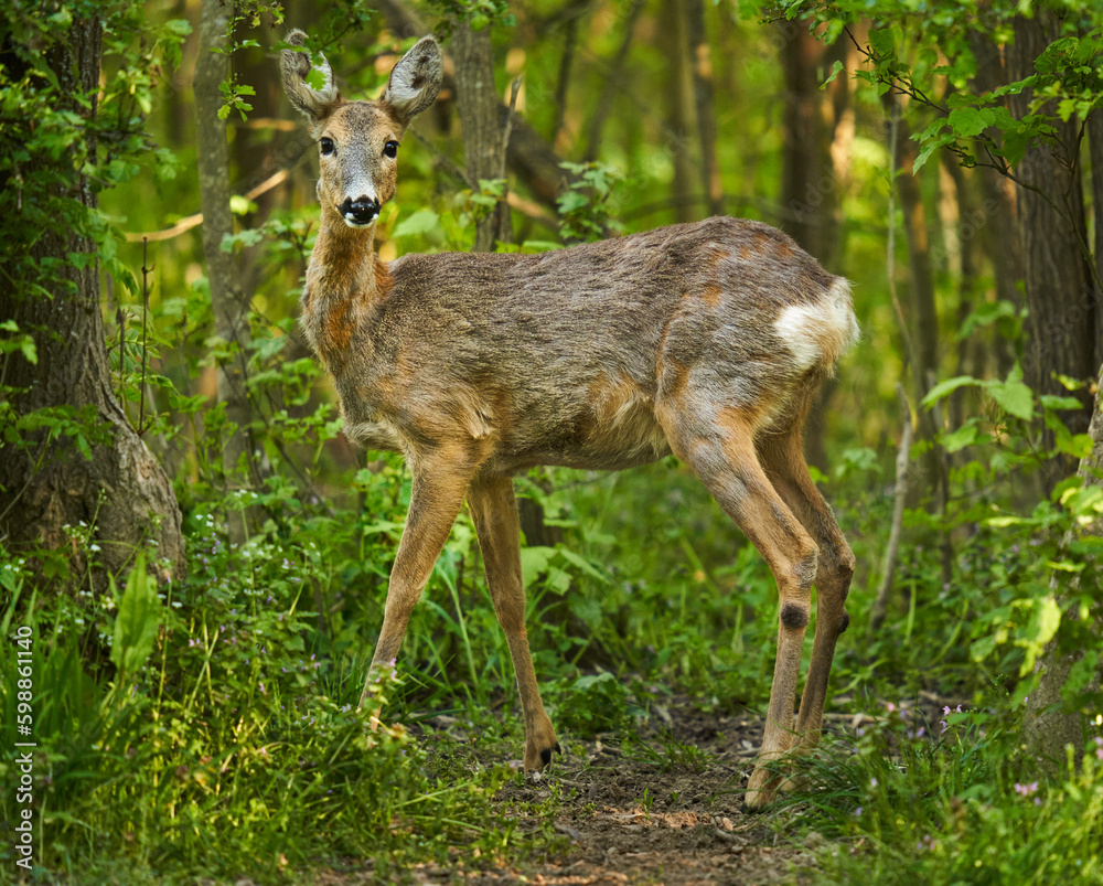 Fototapeta premium Roe deer in the forest