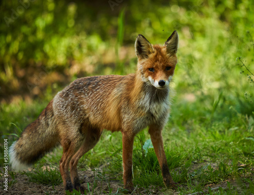 Male fox in the forest © Xalanx