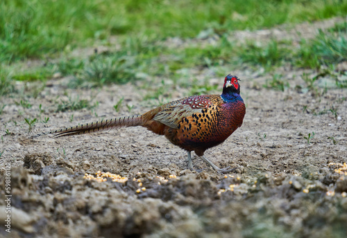 Male pheasant in the forest