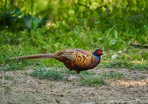 Male pheasant in the forest