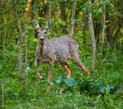 Roe deer in the forest