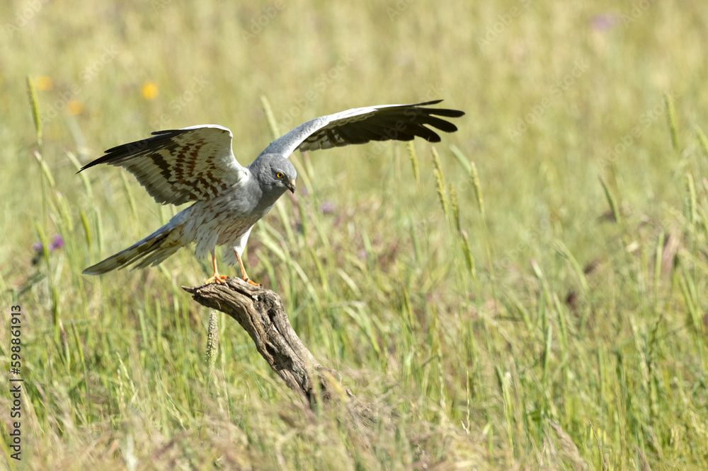 Fototapeta premium Male Montagu's harrier on his favorite perch in a ceral field within his breeding territory at first light on a spring day