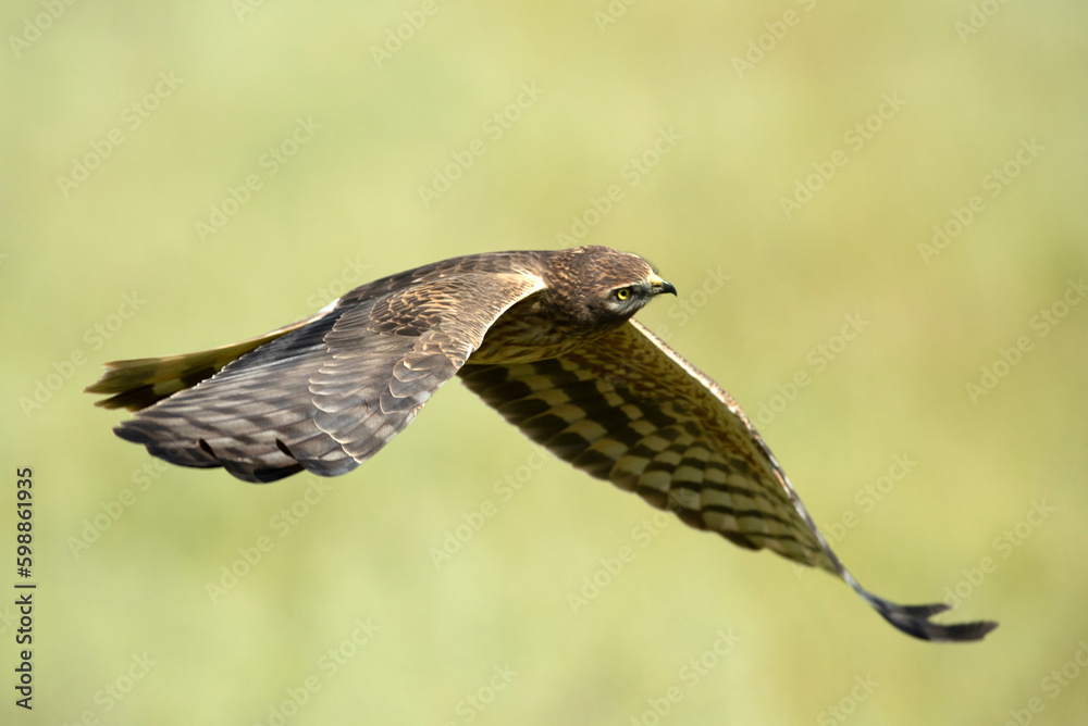 Obraz premium Female Montagu's harrier flying in her breeding territory in a ceral field in spring