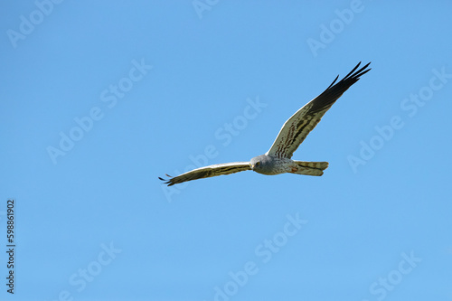 Adult male Montagu s harrier flying in a cereal steppe in spring within her breeding territory