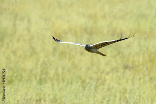 Male Montagu s harrier flying in his breeding territory at the first light of a spring day in a cereal steppe
