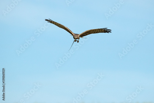 Female Montagu's harrier flying in a ceral field within her breeding territory at the first light of a spring day