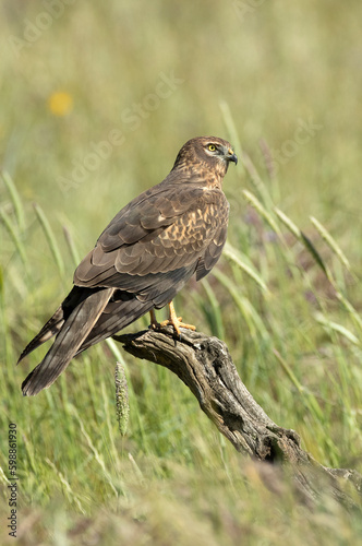 Female Montagu's harrier in a breeding territory in a cereal steppe with the first light of day