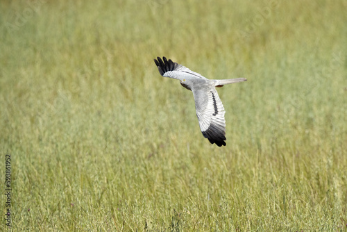 Male Montagu's harrier flying in his breeding territory at the first light of a spring day in a cereal steppe