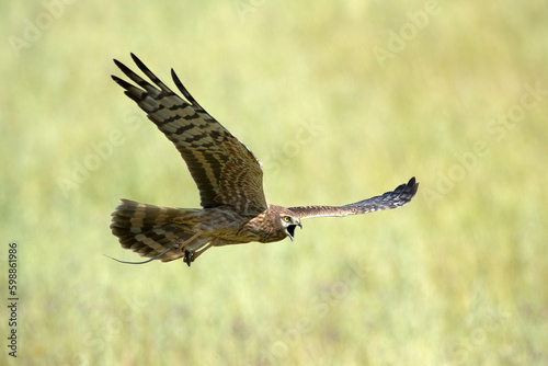 Female Montagu's harrier flying in her breeding territory in a ceral field in spring