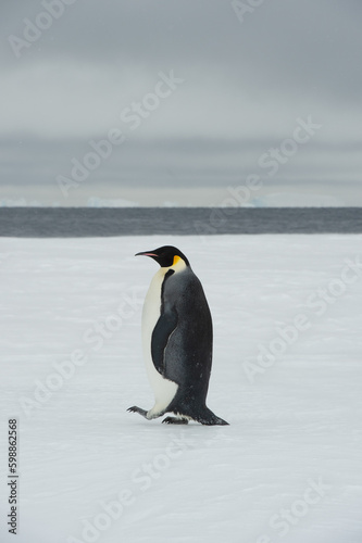 Single Emperor Penguin an Snow Hill Antarctica