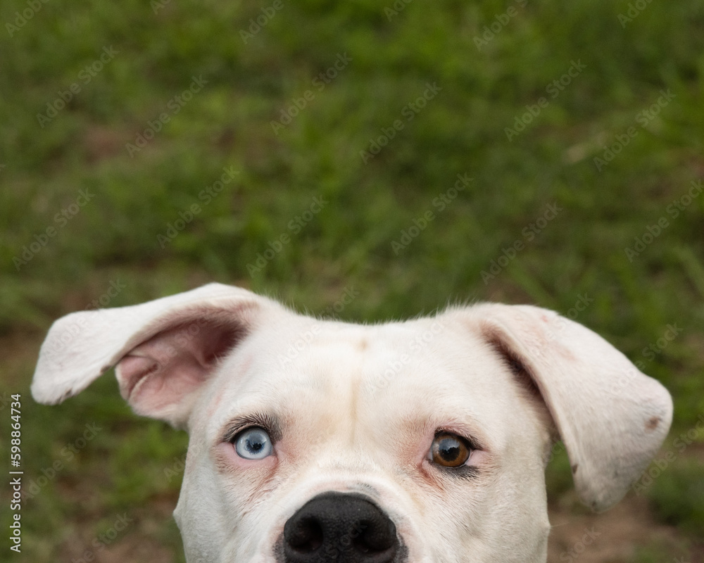Close-up white pitbull dog one blue eye one brown eye looking up. Copy space above head