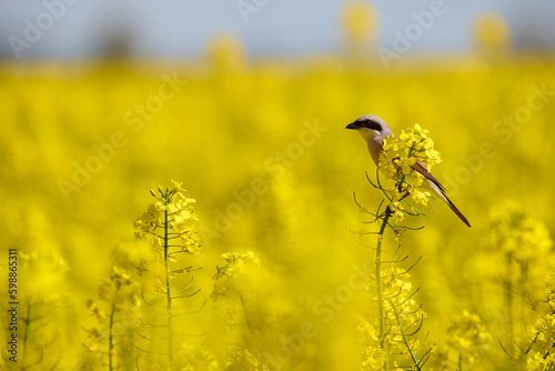 Red Backed (Lanius collurio) perched on a rapeseed flower in an agricultural field