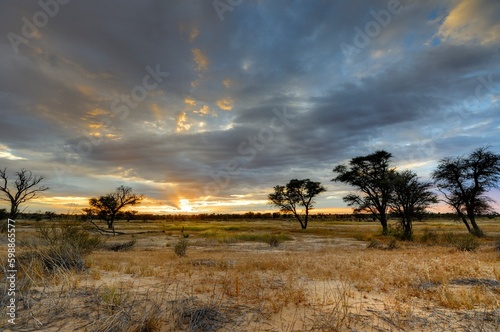 Fototapeta Naklejka Na Ścianę i Meble -  SUNRISE IN THE KGALAGADI DESERT, south africa