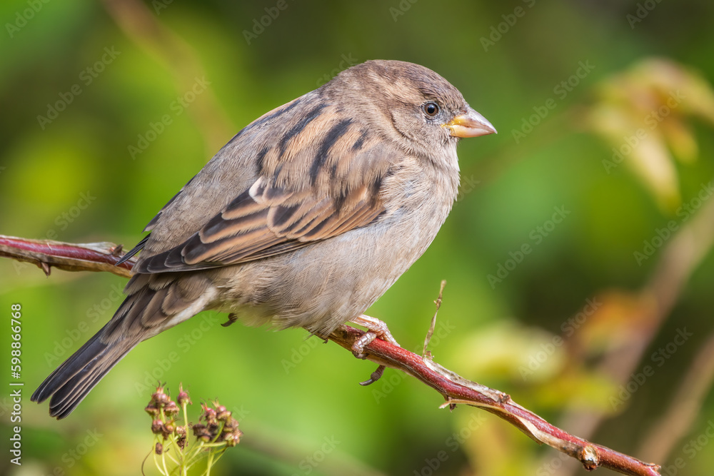 Sparrow sitting on a green branch in autumn. Sparrow with playful poise on branch in autumn or summer Sparrow sitting on a green branch in autumn. Sparrow with playful poise on branch in autumn or summer