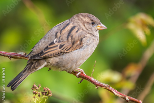 Sparrow sitting on a green branch in autumn. Sparrow with playful poise on branch in autumn or summer