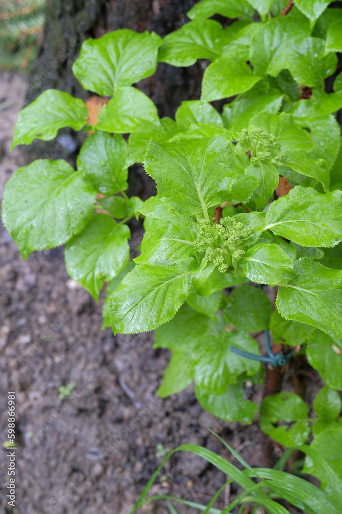 Climbing hydrangea with flower buds during the rain Climbing hydrangea with flower buds during the rain