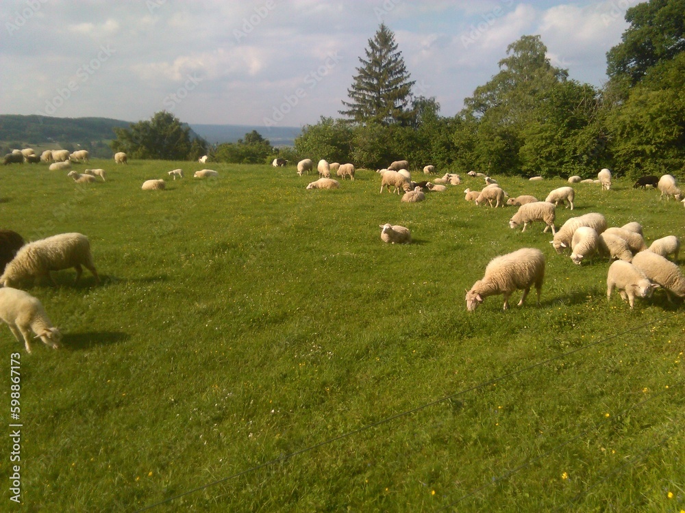 Fototapeta premium Schafherde