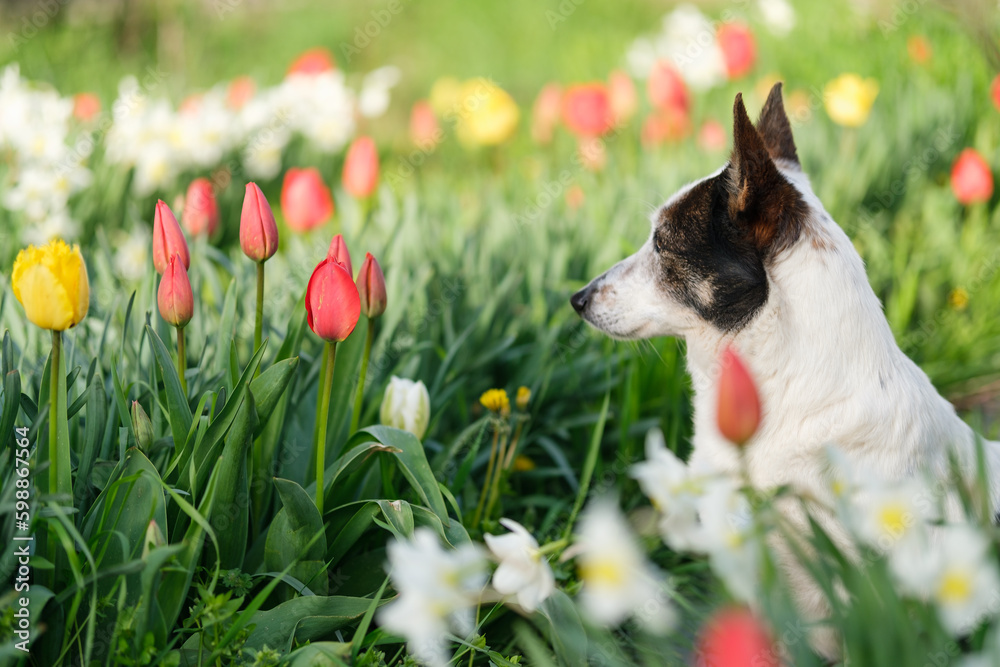 Cute black and white mongrel dog sitting amongst colorful flowers, profile shot with copy space.