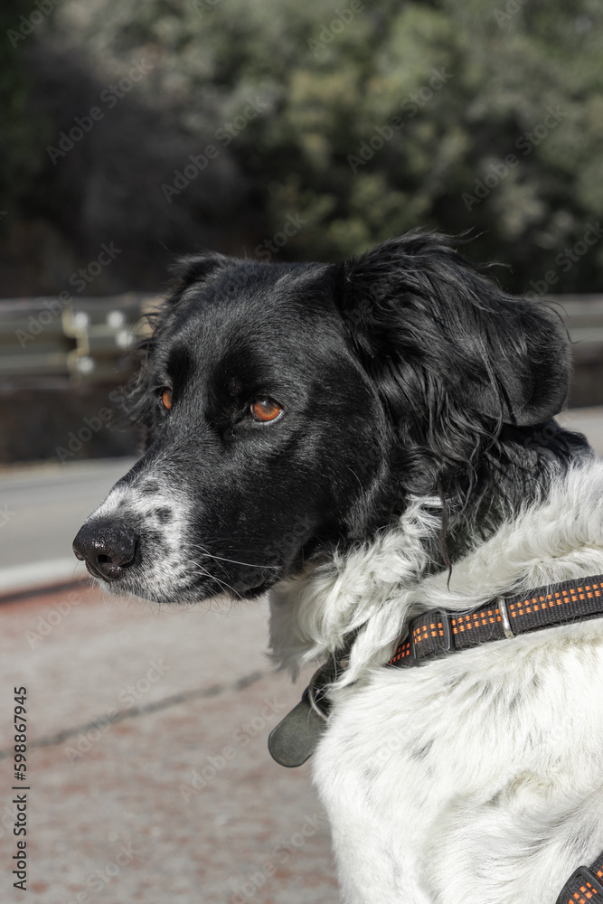 border collie dog winter portrait walking in Montjuic Barcelona