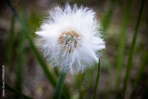 White fluffy seed ball of a coltsfoot head plant tussilago farfara on blurred forest floor with long green grass background