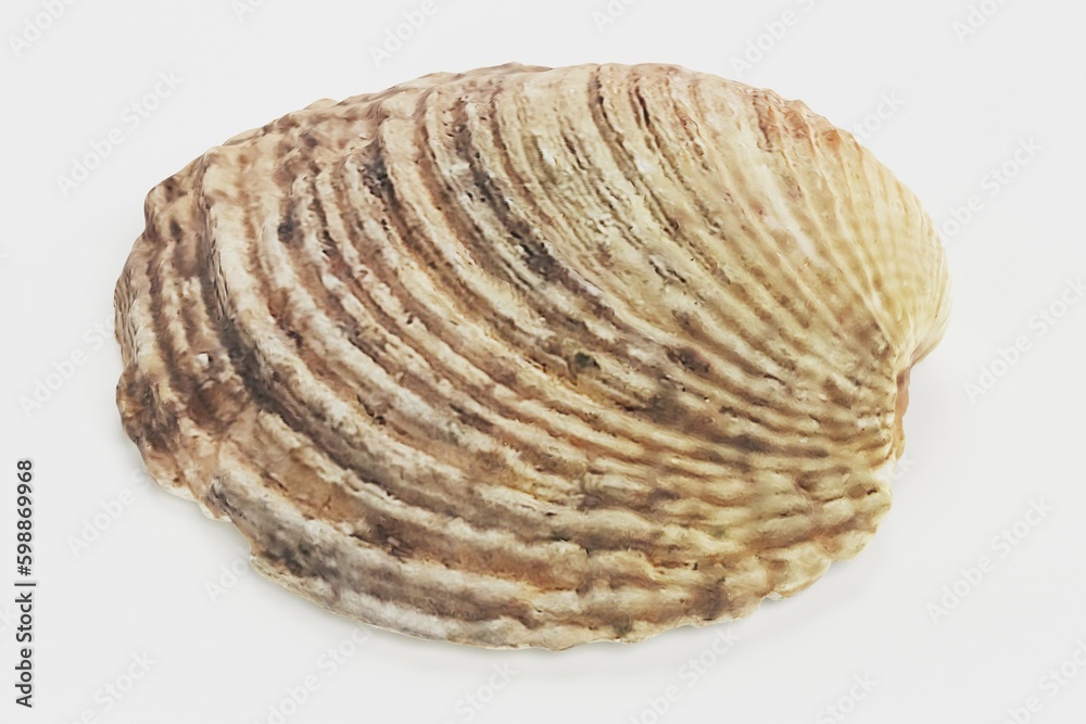 Realistic 3D Render of Shell Realistic 3D Render of Shell