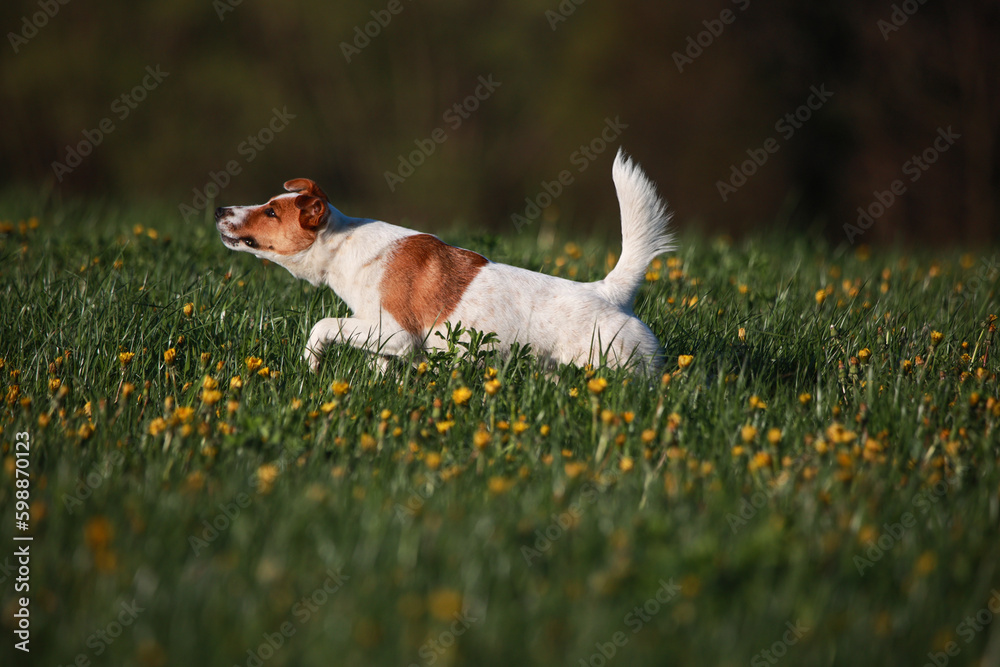 Jack Russel