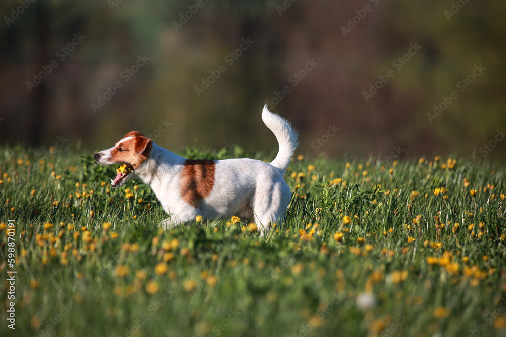 Jack Russel